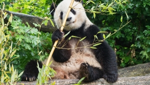Beč: Zoo-vrt Šenbrun peti omiljeni na planeti
