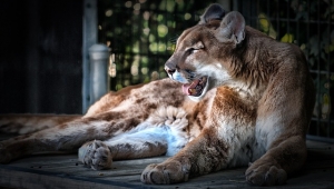 London: Noć u zoo-vrtu