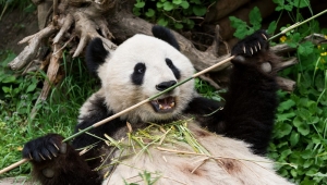 Dvorac i Zoo vrt Šenbrun najposećeniji u Austriji