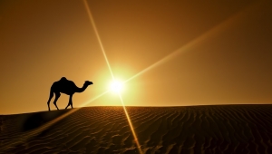 Snižene cene viza za UAE