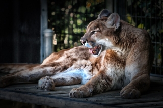 London: Noć u zoo-vrtu