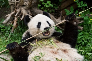 Dvorac i Zoo vrt Šenbrun najposećeniji u Austriji