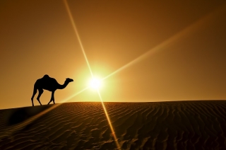 Snižene cene viza za UAE